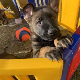 German Shepherd Puppies from Stephanie hoffman german shepherds