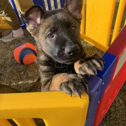 German Shepherd Puppies from Stephanie hoffman german shepherds