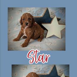 Star - Apricot female Goldendoodle puppy in Coarsegold, California from Hobbit Hollow Acres