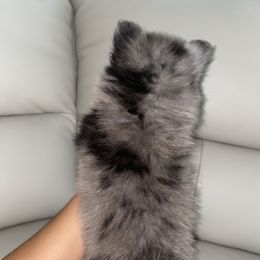 Pomeranian Puppies from Furever Blessed