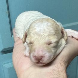 Andrew - Cream male Maltipoo puppy in Mabelvale, Arkansas from Durham's Designer Poos
