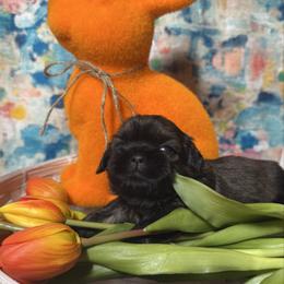 Brownie (Brown collar) - Black and tan male Shih Tzu puppy in Sherman, Texas from Shannon’s Sugar Sweet Shih Tzu’s