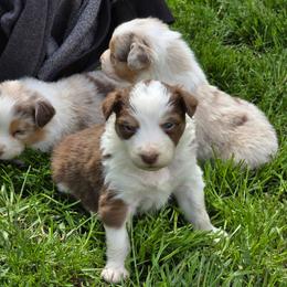 Sprout - Red tri-color male Australian Shepherd puppy in Albany, Oregon from Red Cloud Australian Shepherds and DeGray Great Danes & Bulldogs