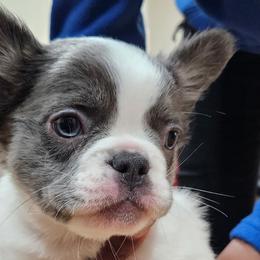 French Bulldogs from AVM Frenchies