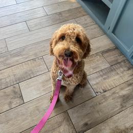 Honey - Goldendoodle