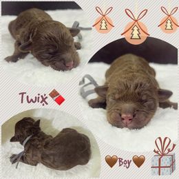 TWIX - Brown and white male Aussiedoodle puppy in Houston, Texas from Jomelkin Furry Pals