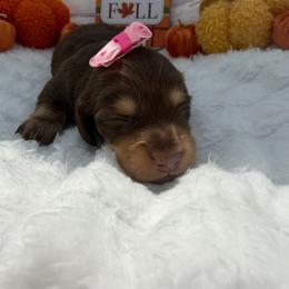 Mango - Chocolate and tan female Dachshund puppy in Mansfield, Missouri from Owens Farm