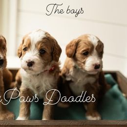 Goldendoodle Puppies from FrillyPaws Doodles