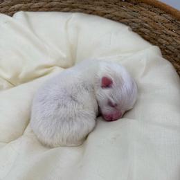 Chase - White male Pomeranian puppy in Phoenix, Arizona from Luxpomz