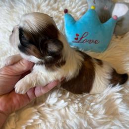 AKC - Meatball Champion Bloodline - Gold and white male Shih Tzu puppy in Long Beach, California from Prieto Shih-Tzu's