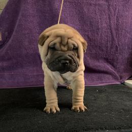 Boy 1 - Red fawn Chinese Shar-Pei puppy in Elkin, North Carolina from Martini Shar-Pei