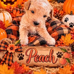 Peach - Apricot female Goldendoodle puppy in Cherry Tree, Pennsylvania from Plum Creek Acres Next Generation