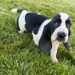 BB1 - Black and white male Basset Hound puppy in Britton, South Dakota from K&S Canines