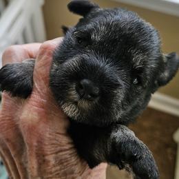 Pink Collar - Salt and pepper female Miniature Schnauzer puppy in Blountville, Tennessee from Maxwell House Schnauzers