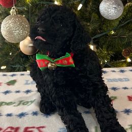 Dasher - Black male Goldendoodle puppy in Camden, North Carolina from Oopsie Doodles of NC