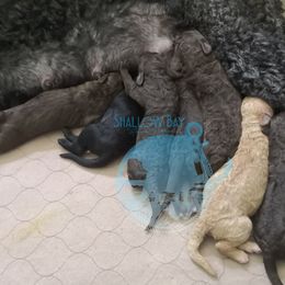 Poodle Puppies from Shallow Bay Standard Poodles