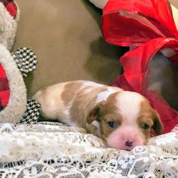 Cavalier King Charles Spaniel Puppies from Amber Field Cavaliers