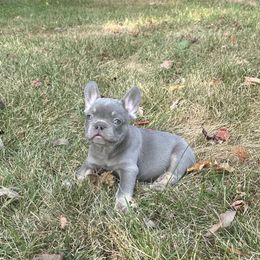 French Bulldog Puppies from Christie's Frenchies