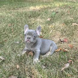 French Bulldog Puppies from Christie's Frenchies