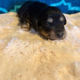 Delilah (Akc) - Black and cream female Dachshund puppy in Madera Acres, California from AllStarDachshunds