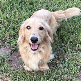 Arturo - Dachshund