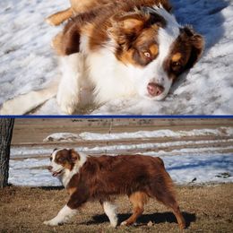 SPUR - Australian Shepherd