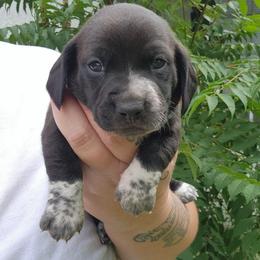 Teddy - Black male Dachshund puppy in Altamonte Springs, Florida from Happy Tails Dachshunds