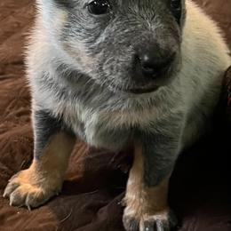 Sparkles - Blue speckled female Australian Cattle Dog puppy in Sneedville, Tennessee from JoAnn's Australian Cattle Dogs