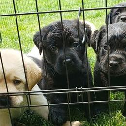 Labrador Retriever Puppies from Blue Sky Labradors