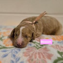 Blossom - Apricot female Goldendoodle puppy in Summerville, South Carolina from Channys Doodles