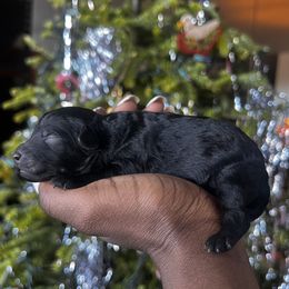 Boy 3 - Poodle puppy from Jessica’s Poodles