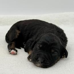 Anne - Phantom female Bernedoodle puppy in Bellville, Ohio from Bernedoodle Buddies