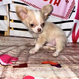Jasper - Cream and white male Chihuahua puppy in Palmyra, Indiana from Country Star Chihuahuas
