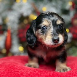 Boy 1 - Dapple male Dachshund puppy in Waycross, Georgia from Camie's Dachshunds