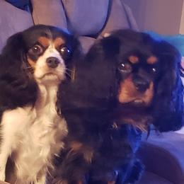 Rayna - Cavalier King Charles Spaniel