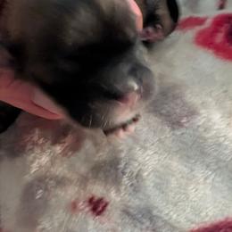 Kane - Brindle male Lhasa Apso puppy in Fort Worth, Texas from Cynthia's Lhasa Apsos