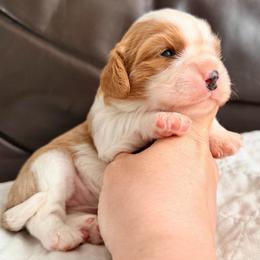 Peanut Brittle - Blenheim female Cavalier King Charles Spaniel puppy in De Soto, Missouri from Blooming Cavaliers