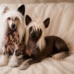 Chinese Crested puppies from Crestie Charm Cottage