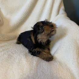 Girl 1 - Yorkshire Terrier puppy from Thomas Terriers