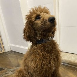 Poodles and Yorkshire Terriers from Katherine’s Yorkies and Poodles