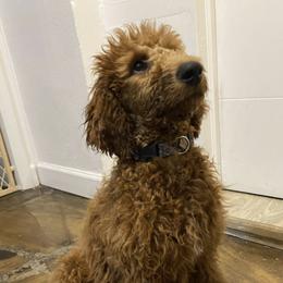 Poodles and Yorkshire Terriers from Katherine’s Yorkies and Poodles