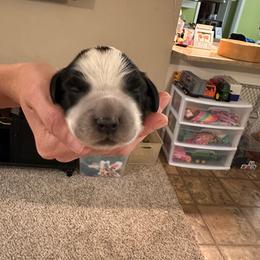Little spot - Blue roan male English Cocker Spaniel puppy in Bainbridge, Georgia from Chapman Bird Dogs