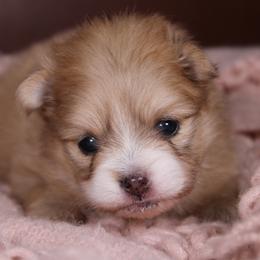 AKC Mochi - Orange sable female Pomeranian puppy in Albany, Indiana from Hatz Off Puppies