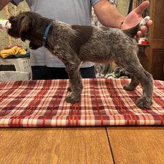 Girl 1 - female Deutsch-Drahthaar puppy in Cook, Nebraska from Vom Cornerstone Deutsch Drahthaars
