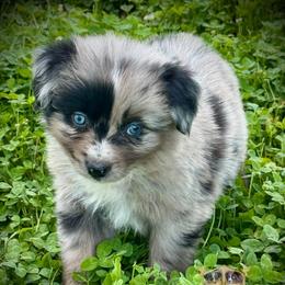 Cheyenne - Blue merle female Miniature Australian Shepherd puppy in El Dorado Springs, Missouri from HP Aussie Kennels