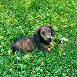 Smudge - Brindle male Dachshund puppy in Litchfield, Michigan from High Country Kennels