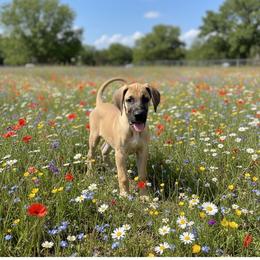 Diamond - Fawn female Great Dane puppy in Florida from Beachside Kennels