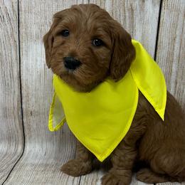 Yellow Female - Apricot female Goldendoodle puppy in Great Falls, Montana from Montana Goldendoodles