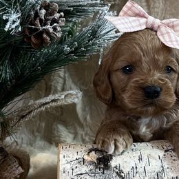 Cavapoos, Cockapoos, and Poodles from Shaffer Top Notch Puppies