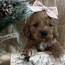 Cavapoos, Cockapoos, and Poodles from Shaffer Top Notch Puppies
